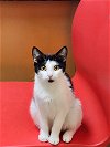 adoptable Cat in mission viejo, ca, CA named Derhble