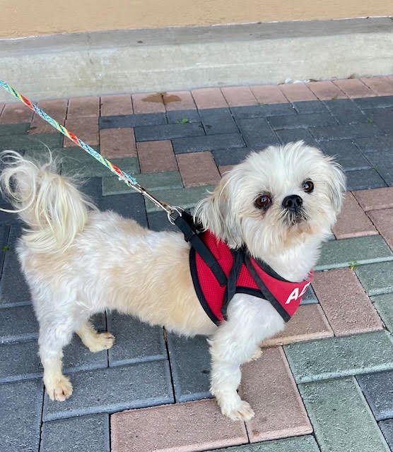 adoptable Dog in Mission Viejo, CA named Martin