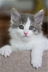 adoptable Cat in mission viejo, CA named Calvin and Kennedy