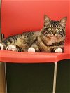 adoptable Cat in  named Victoria