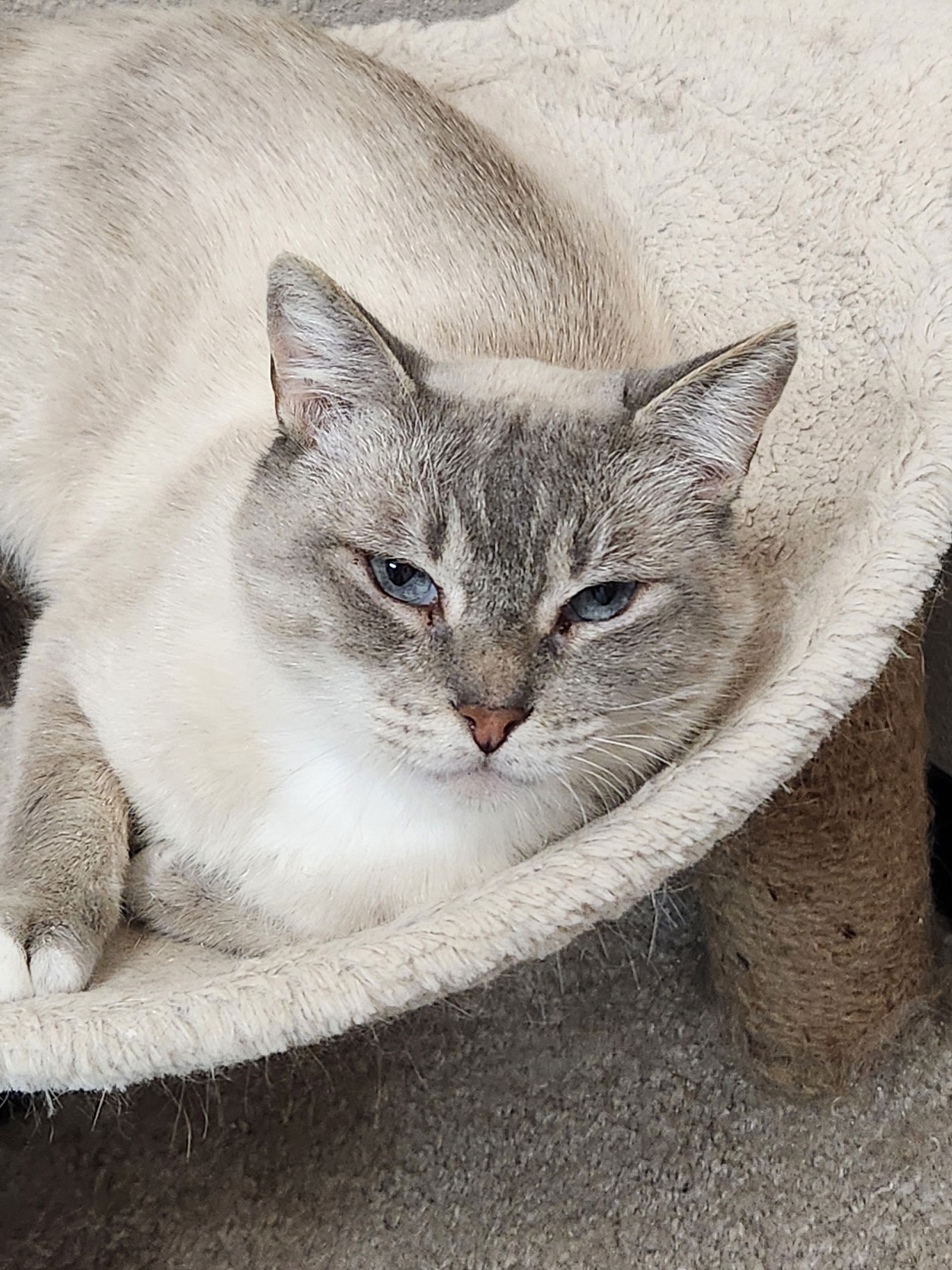 adoptable Cat in Mission Viejo, CA named Trish