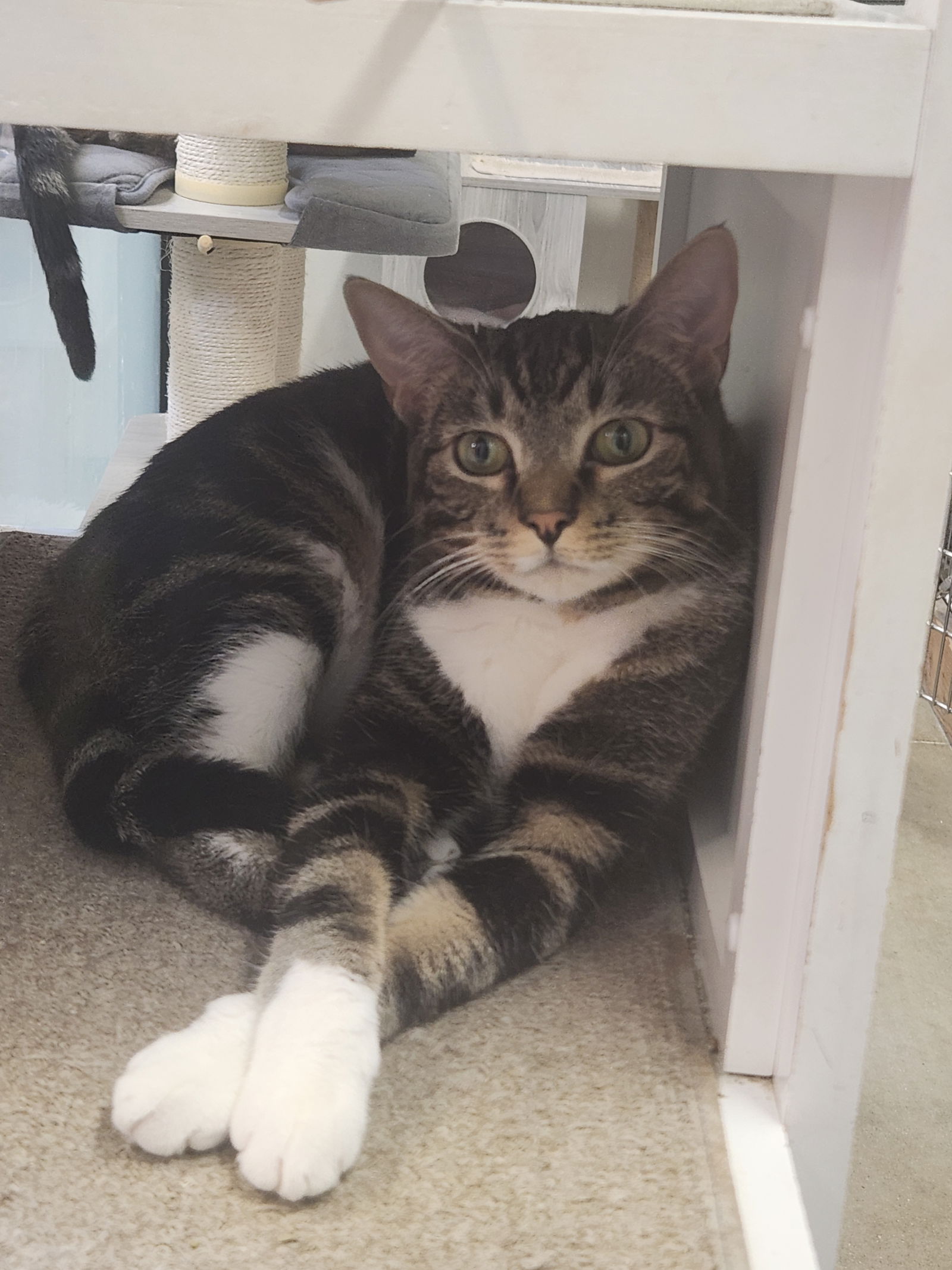 adoptable Cat in Mission Viejo, CA named Jude