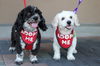 adoptable Dog in Mission Viejo, CA named Jerry & Rita **ADOPTION PENDING*