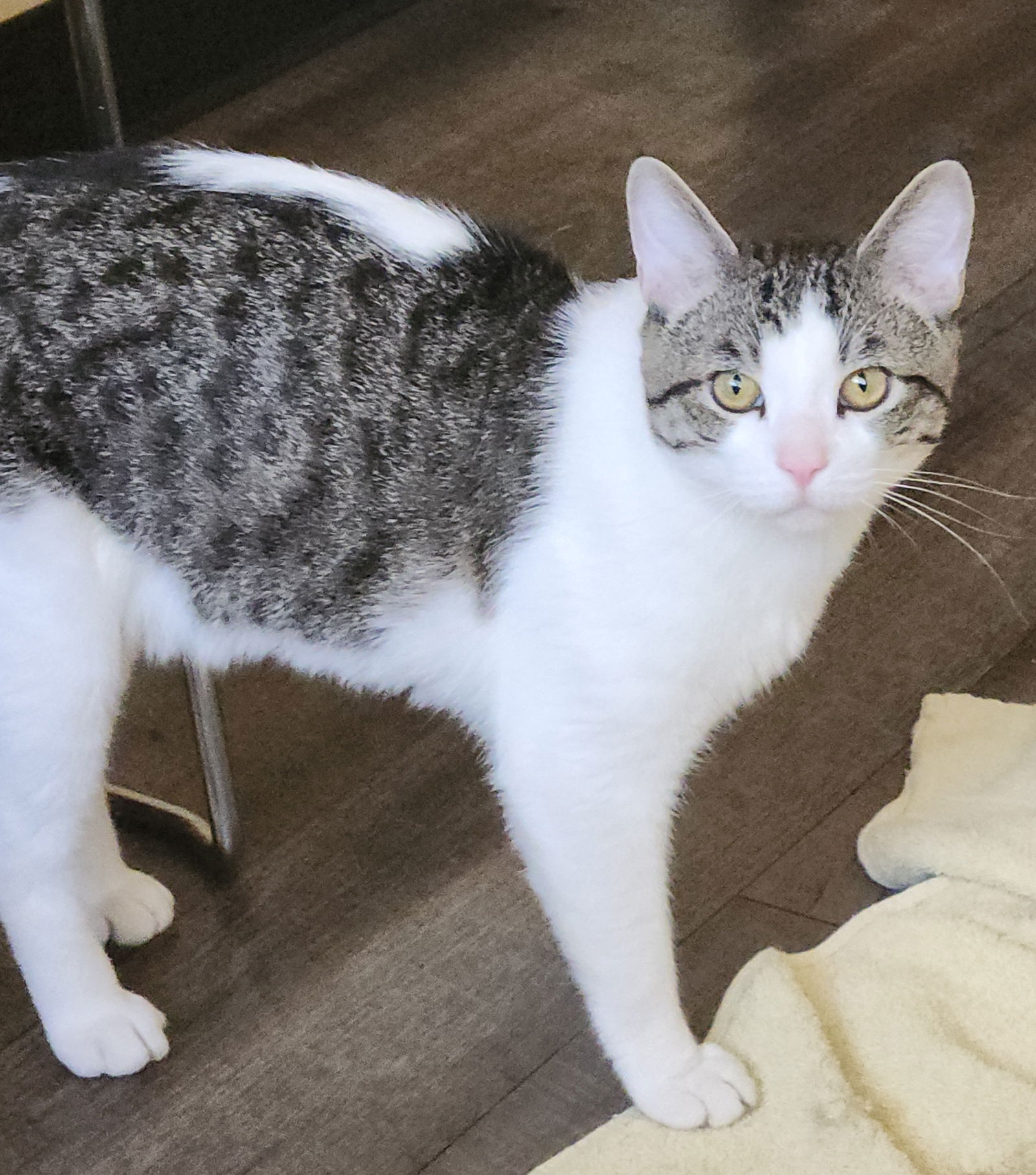 adoptable Cat in Mission Viejo, CA named Magnus