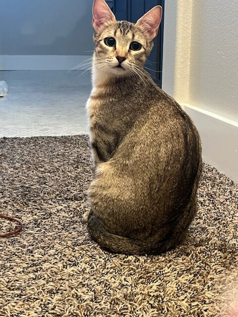 adoptable Cat in Mission Viejo, CA named Florence