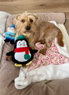 Finnegan - Photo 3