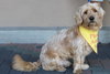 Finnegan - Photo 1