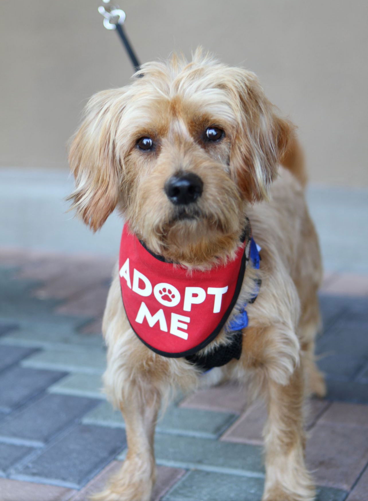 adoptable Dog in Mission Viejo, CA named Finnegan