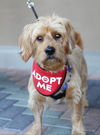 adoptable Dog in Mission Viejo, CA named Finnegan