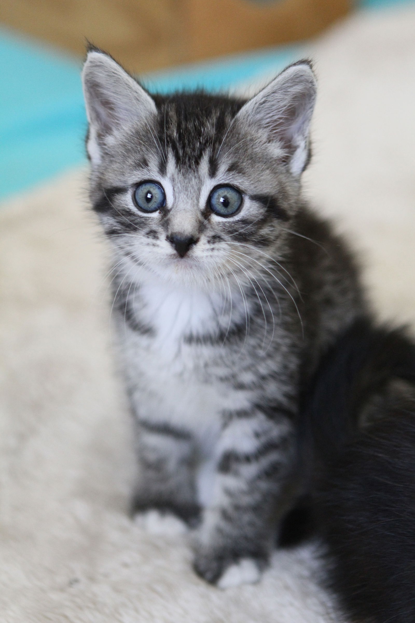 adoptable Cat in Mission Viejo, CA named Willow