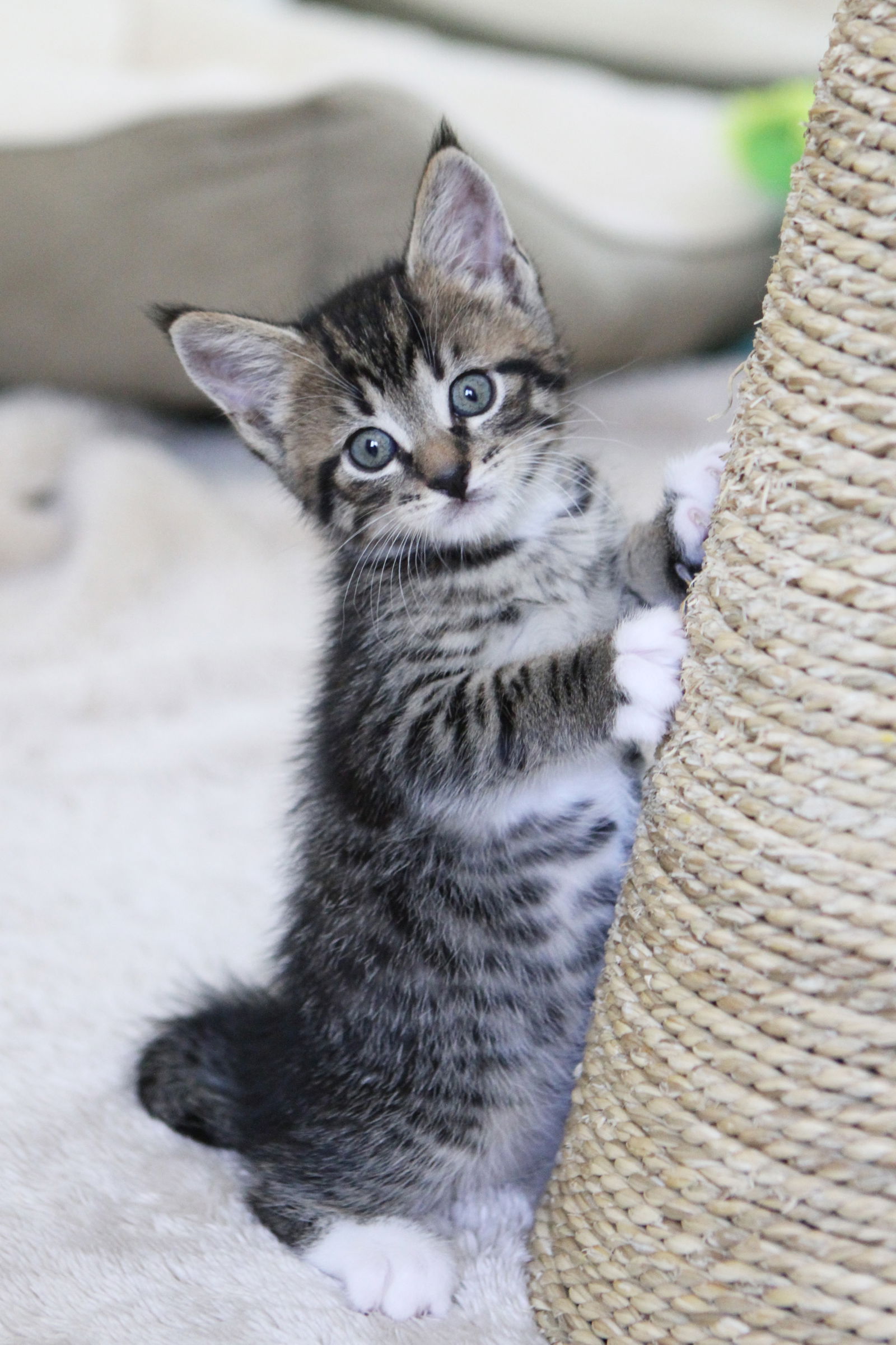 adoptable Cat in Mission Viejo, CA named Oakley