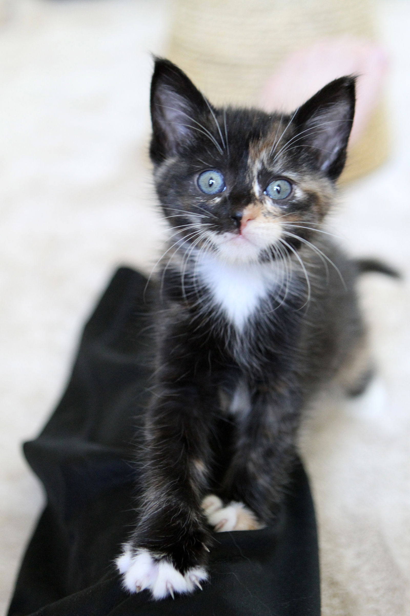 adoptable Cat in Mission Viejo, CA named Hazel