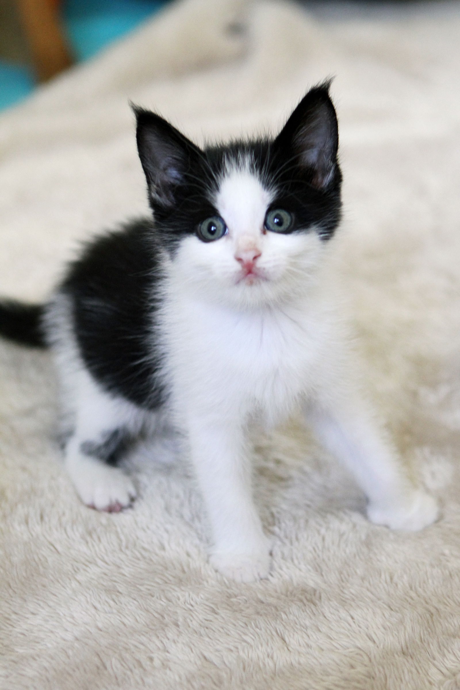 adoptable Cat in Mission Viejo, CA named Ivy