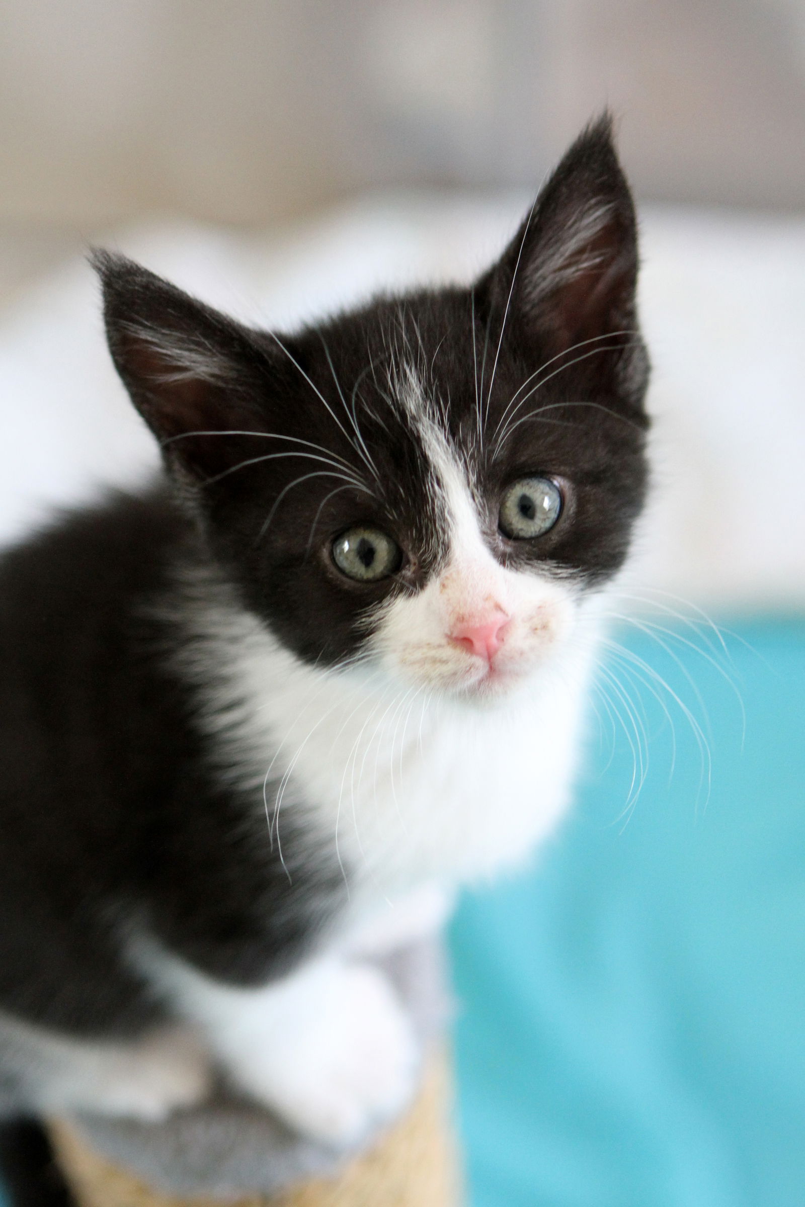 adoptable Cat in Mission Viejo, CA named Forest