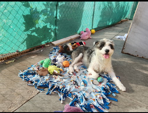 VALENTINO - Terrier available for adoption