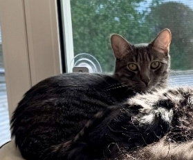 Sully, Adult Domestic Short Hair / Mixed (short coat), cat for adoption in Westminster, California
