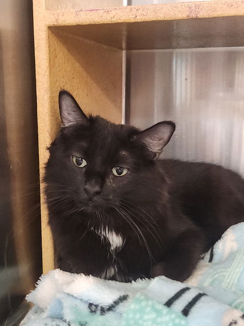picture of the cat needing adoption