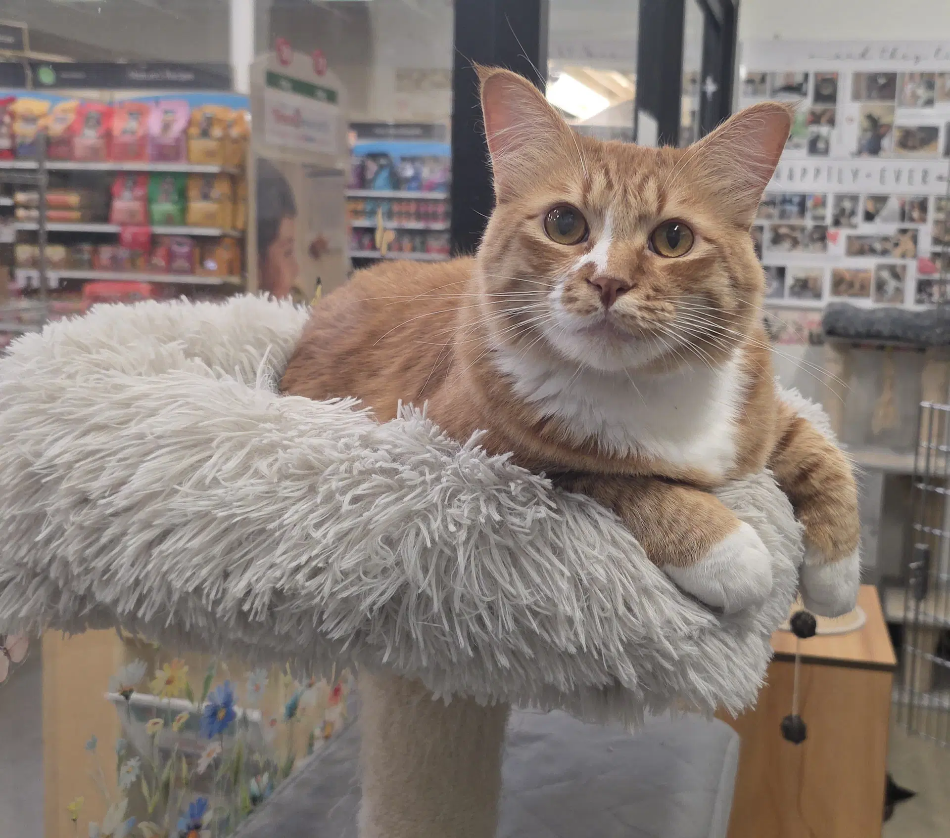 Jesse - Domestic Medium Hair