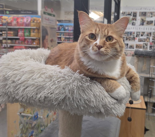 picture of the cat needing adoption