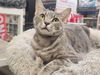 adoptable Cat in mission viejo, CA named Betsie