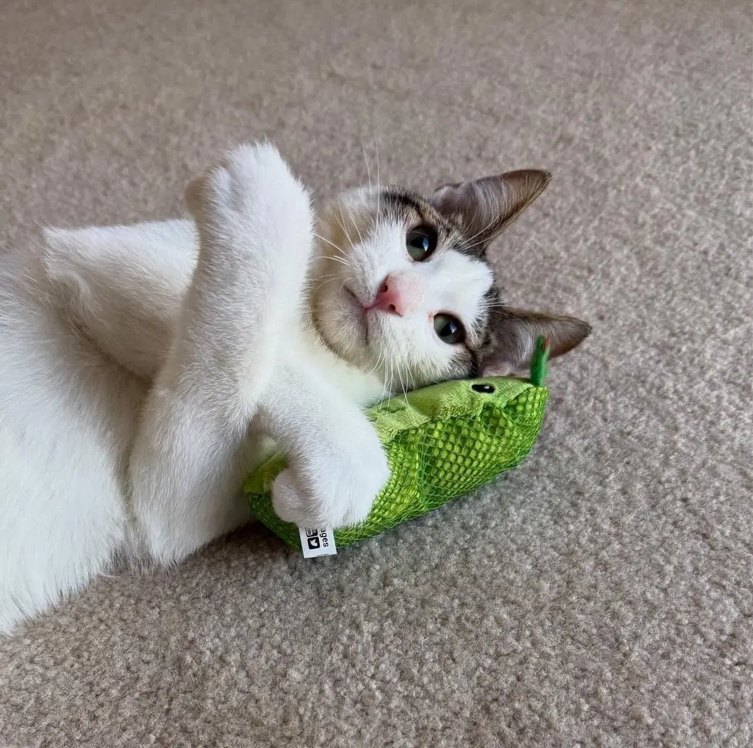 Flyer - Domestic Short Hair