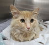 adoptable Cat in  named Shelby