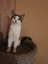 adoptable Cat in mission viejo, CA named Annie