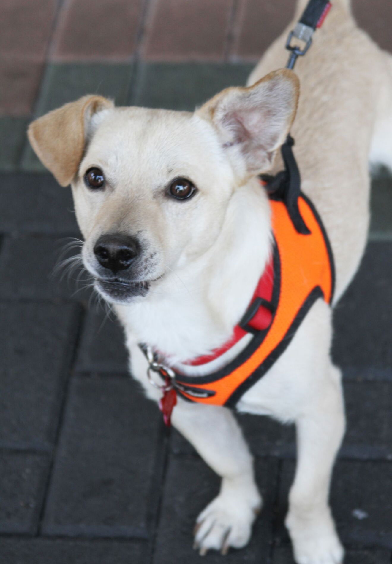 adoptable Dog in Mission Viejo, CA named Jack
