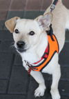adoptable Dog in  named Jack