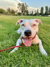 adoptable Dog in  named King *COURTESY LISTING*
