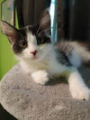 adoptable Cat in  named Tuesday