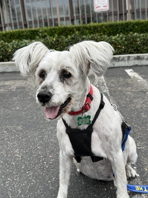 picture of the dog needing adoption