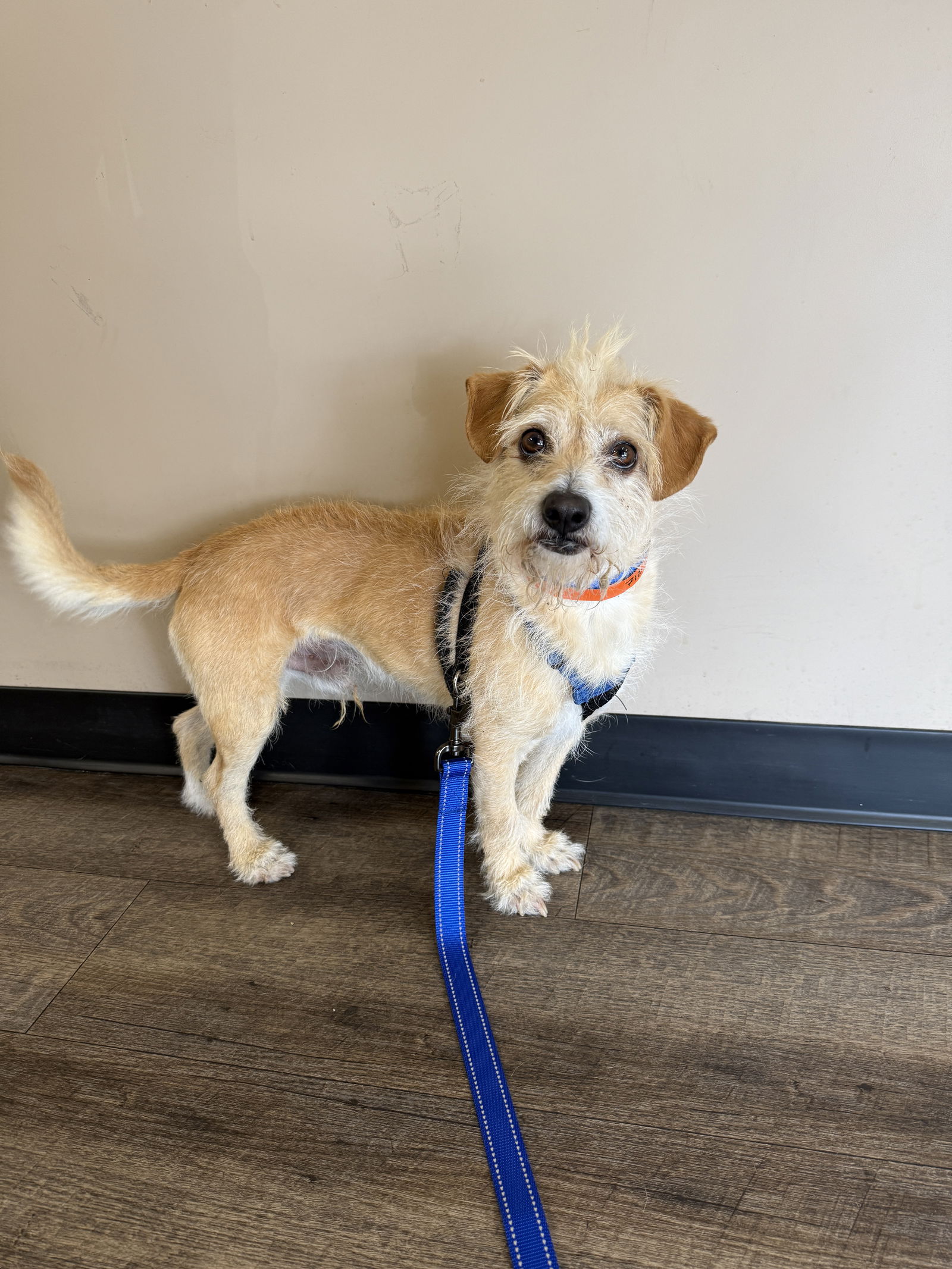 adoptable Dog in Mission Viejo, CA named Pippin
