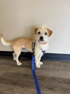 adoptable Dog in  named Pippin