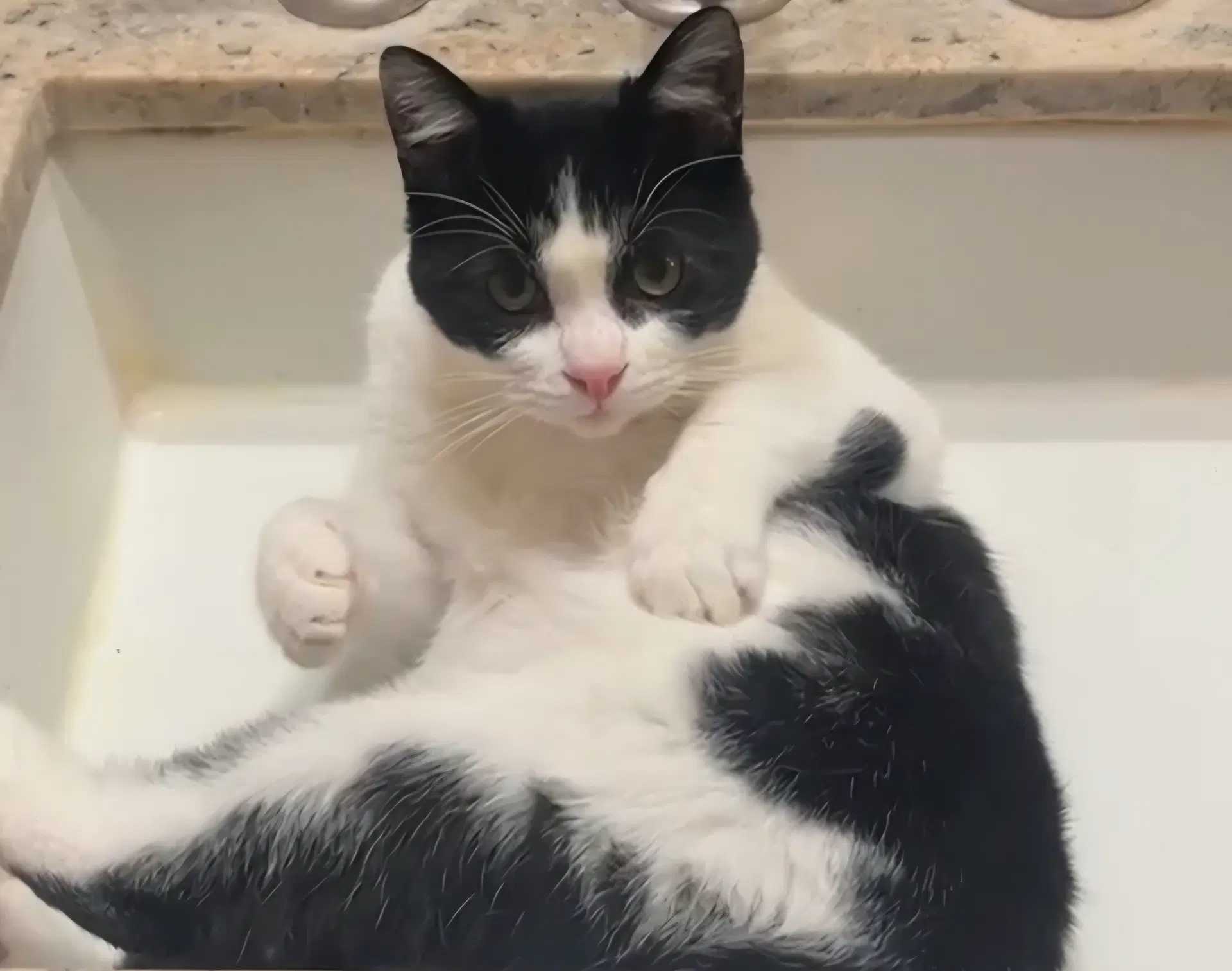 Bruce - Domestic Short Hair
