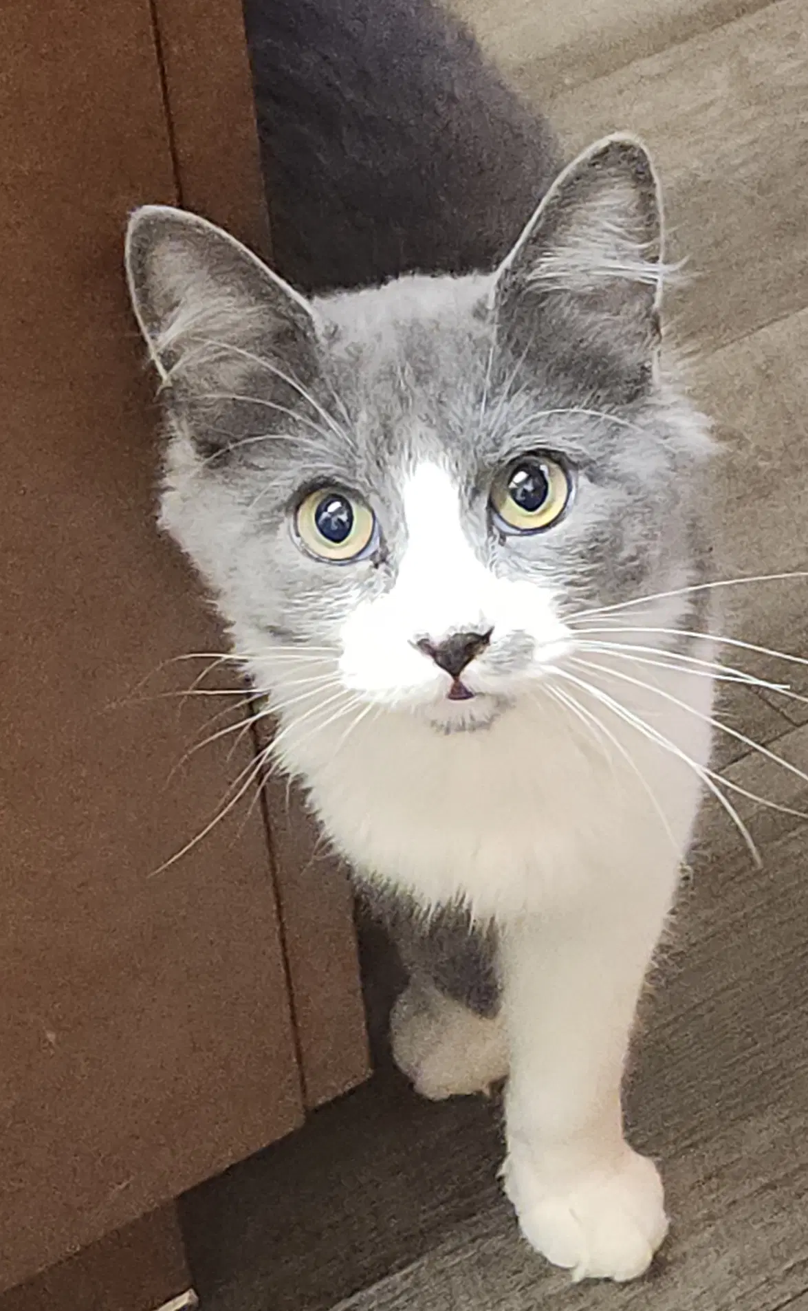 Slater - Domestic Medium Hair