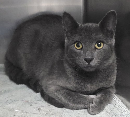 picture of the cat needing adoption