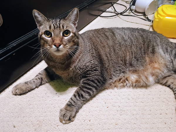 Leo