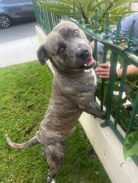 picture of the dog needing adoption