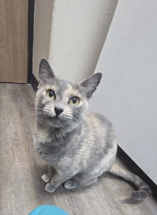 picture of the cat needing adoption