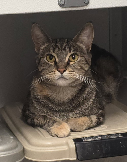 picture of the cat needing adoption