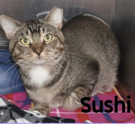 Sushi