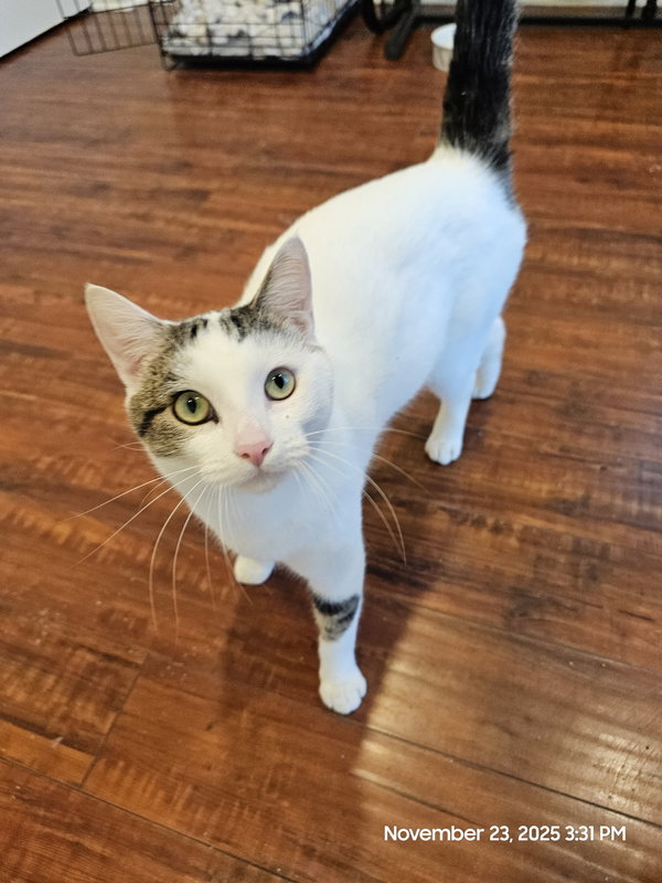 Gus