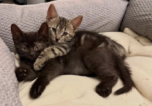 picture of the cat needing adoption