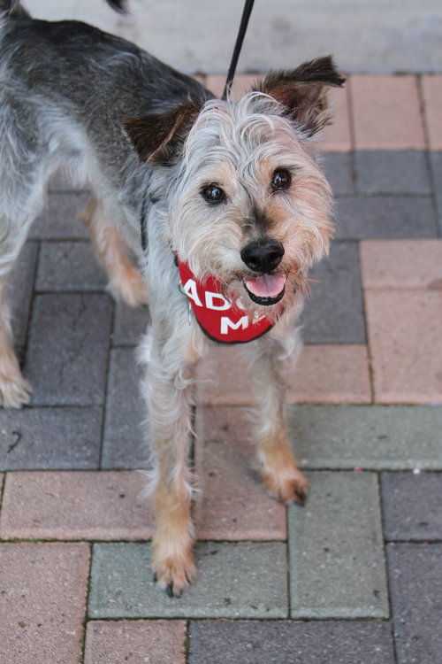 picture of the dog needing adoption