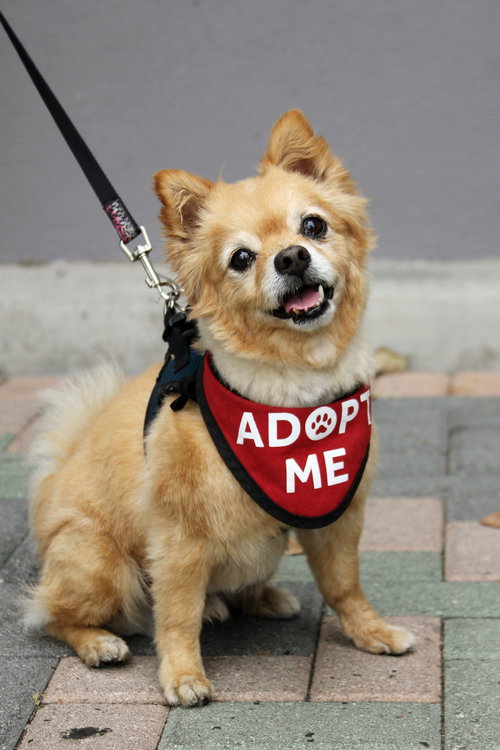Darling Dexter, Pomeranian / Chihuahua / Mixed (short coat)