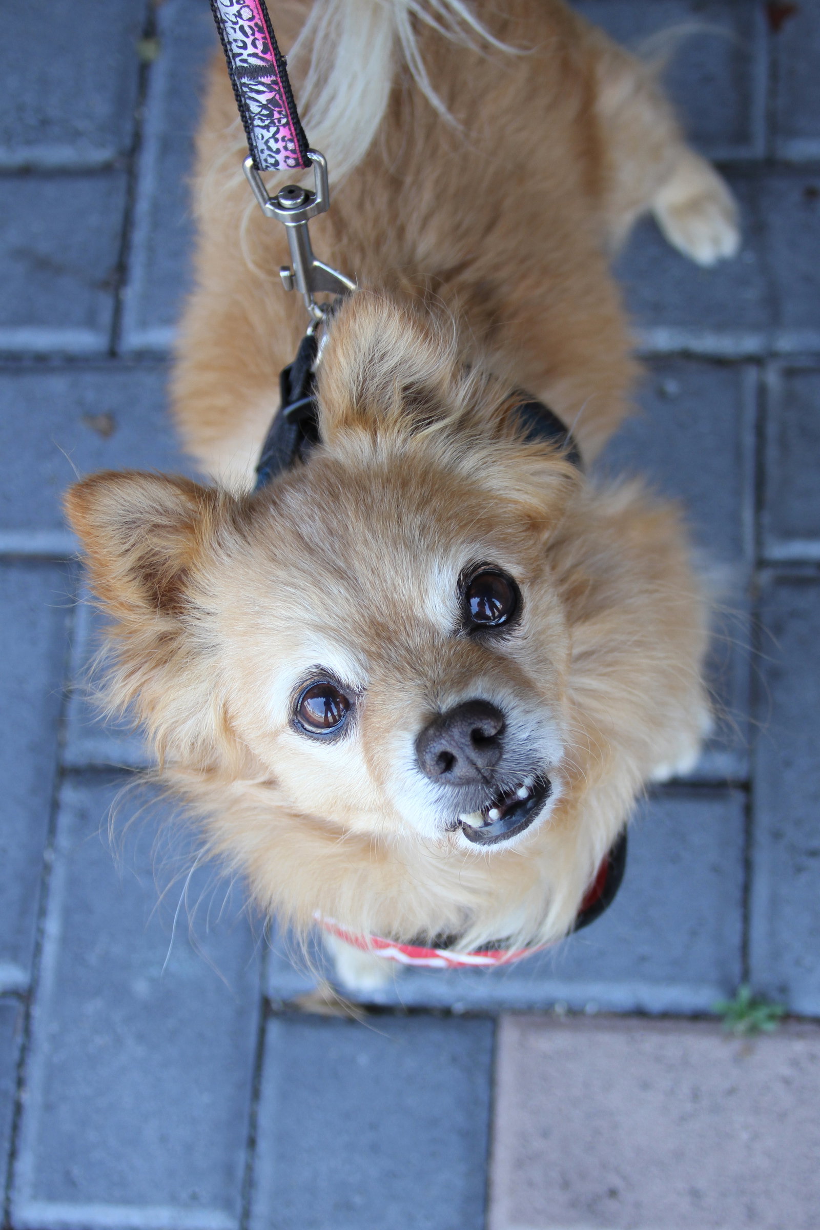 Darling Dexter, photo 4