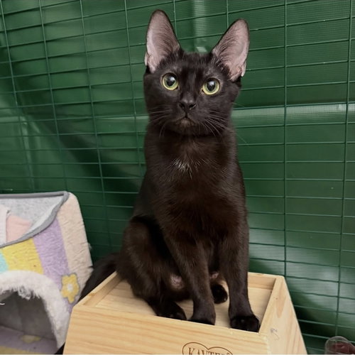 picture of the cat needing adoption