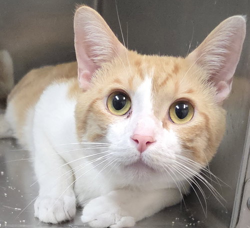 picture of the cat needing adoption