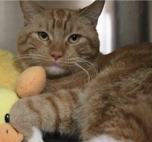 picture of the cat needing adoption
